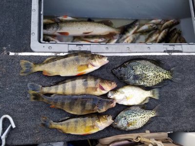 Good day on the water - bluegill, crapie, jumbo perch