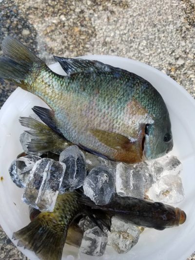 Large bluegills