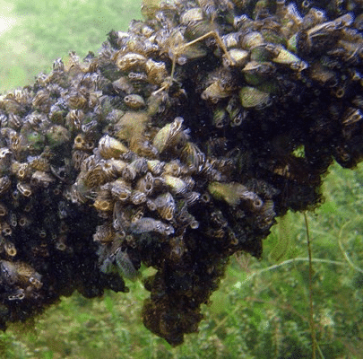 mussels zebra