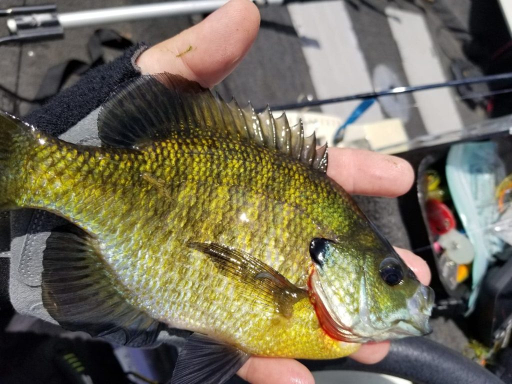 9 inch bluegill