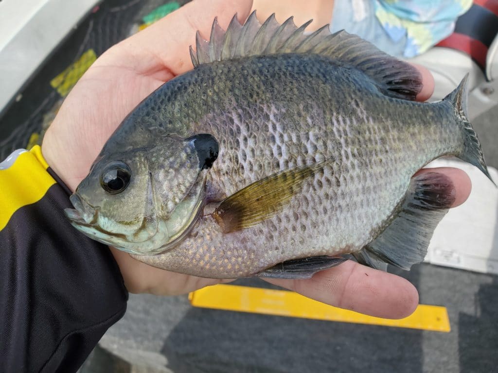 Lots of 7 and 8 inch bluegills. All released