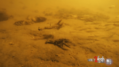 Soft Plastic Crawfish Lures & Crankbaits Compared to Live Crawfish
