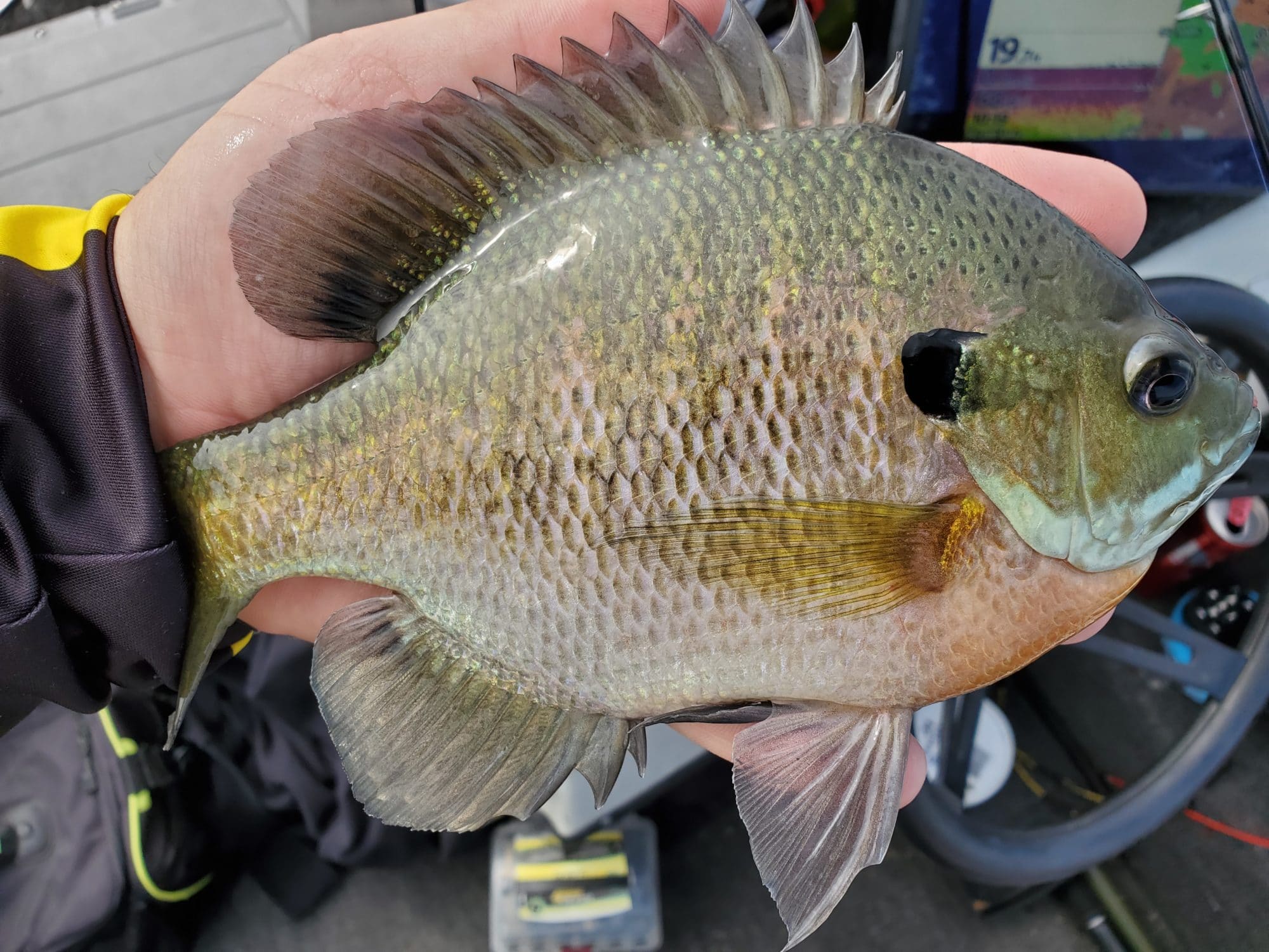 Early Autumn is a great time to chase Big bluegills and Bass