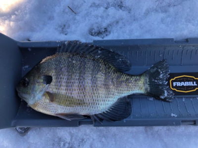 Measuring an 8 1/4" bluegill during a Fishnetics Ice Fishing League event
