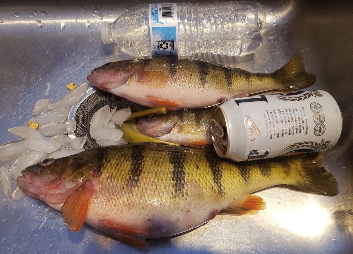 Chasing Monster Perch on Lake Gogebic | Fishnetics