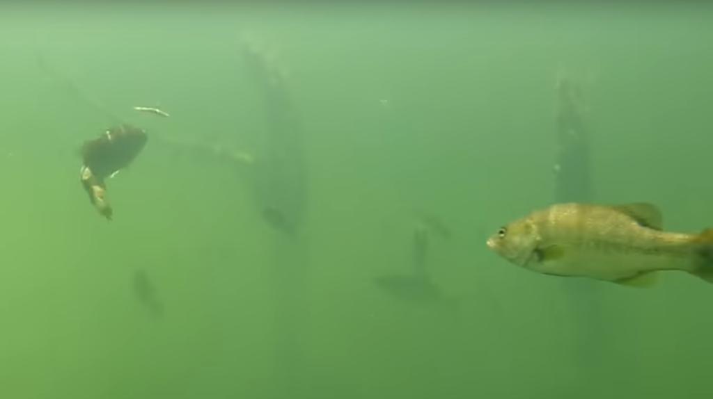 How to Catch More Bass on Soft Plastics (Underwater Footage)