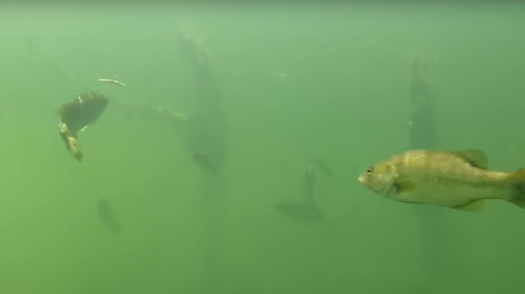 Roboworm Underwater Footage (Comparison) #bass #bassfishing