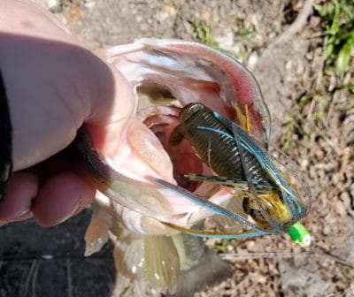 Largemouth bass choked this spinnerbait along rocks in springtime
