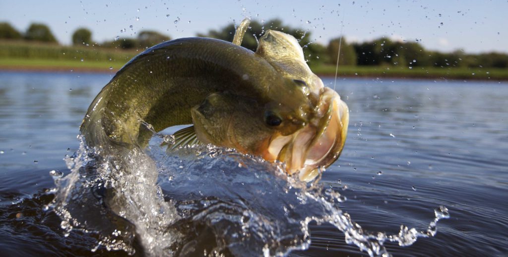 Largemouth bass jumping out of the water