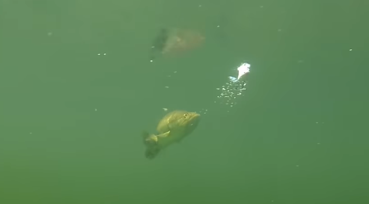 Bass about to hit a whopper plopper